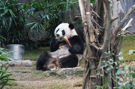 Giant Panda Fan Zone