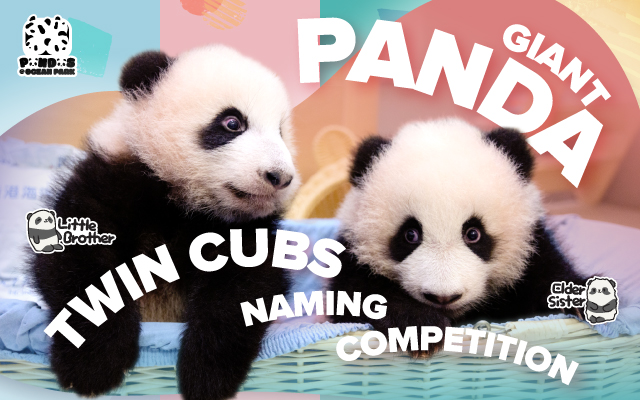 https://media.oceanpark.com.hk/files/s3fs-public/panda-twin-cubs-naming-inner-mobile-en.jpg