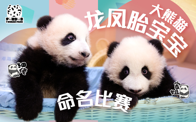 https://media.oceanpark.com.hk/files/s3fs-public/panda-twin-cubs-naming-inner-mobile-sc.jpg