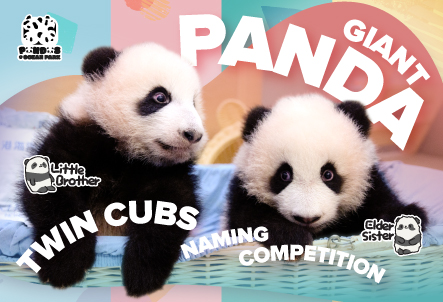 Giant Panda Twin Cubs Naming Competition