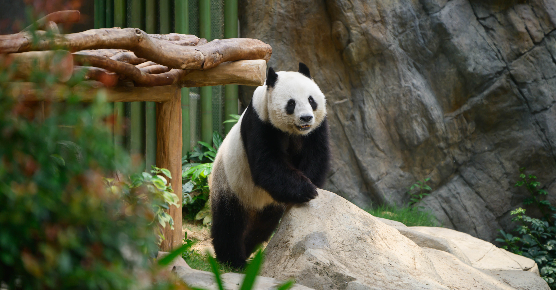 https://media.oceanpark.com.hk/files/s3fs-public/panda-zone-programmes-banner-desktop.jpg