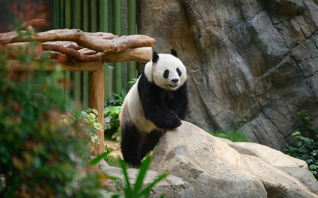 https://media.oceanpark.com.hk/files/s3fs-public/panda-zone-programmes-banner-mobile.jpg