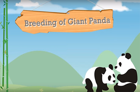 Learn about breeding of Giant Panda 