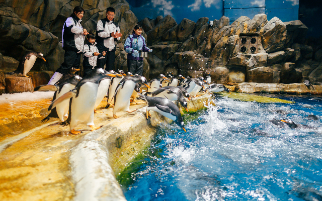 https://media.oceanpark.com.hk/files/s3fs-public/penguin-expedition-innerpage-m-r.jpg