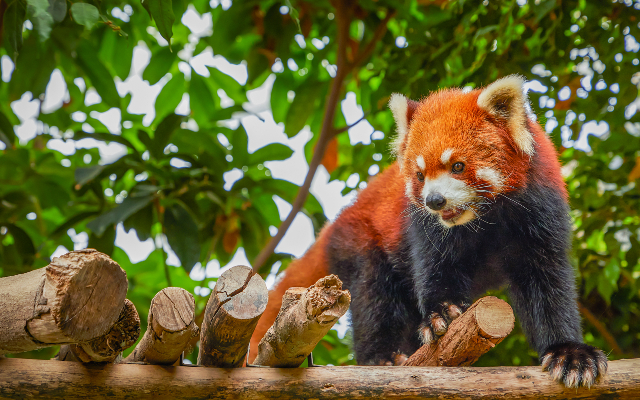 https://media.oceanpark.com.hk/files/s3fs-public/red-panda-innerpage-banner_mobile.jpg