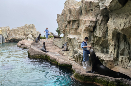 Sea Lion or Harbour Seal Feeding Demonstration