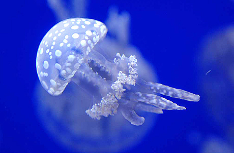 海クラゲ水族館