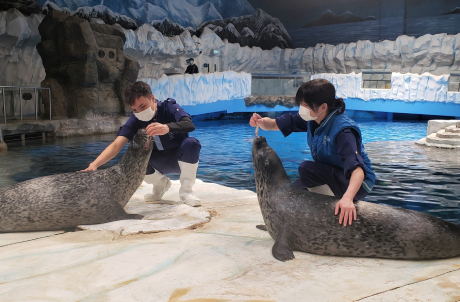 斑海豹餵飼示範