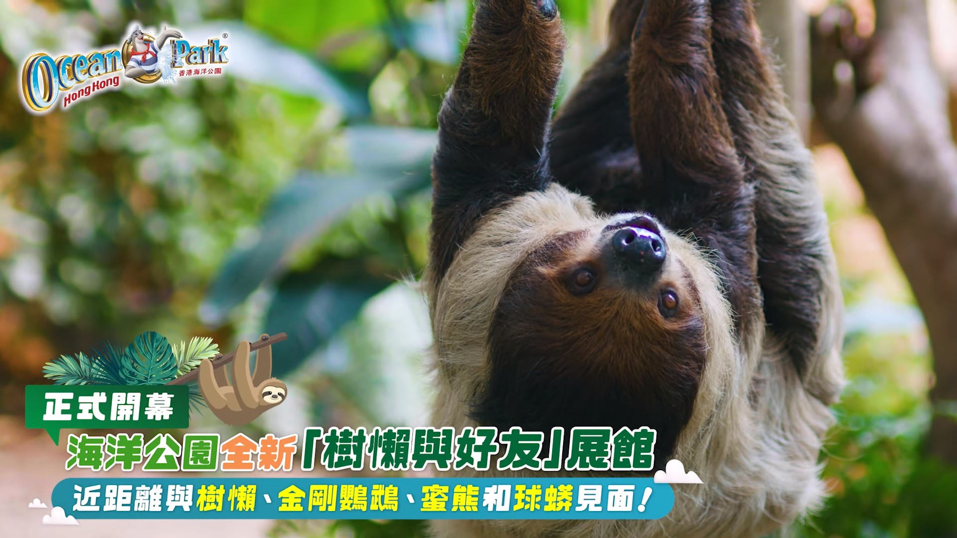 全新動物展館「樹懶與好友」 | 香港海洋公園