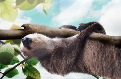 Southern Two-toed Sloth