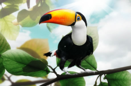 Toco Toucan