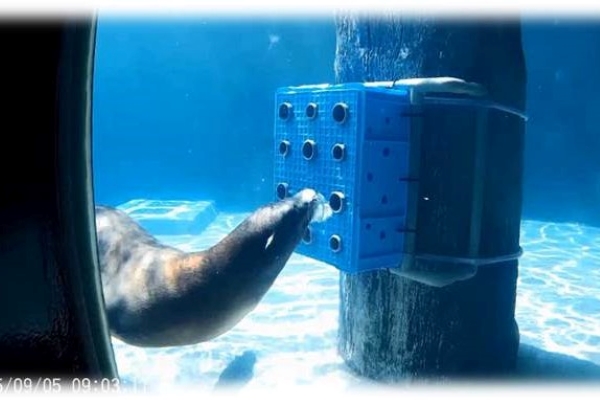 海獅把水噴進環境豐容物的小洞，水流便可以沖出食物