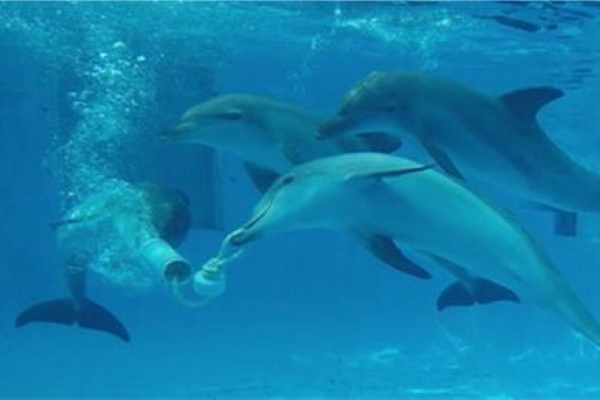 兩條海豚要合力拉開環境豐容物，才會掉出食物