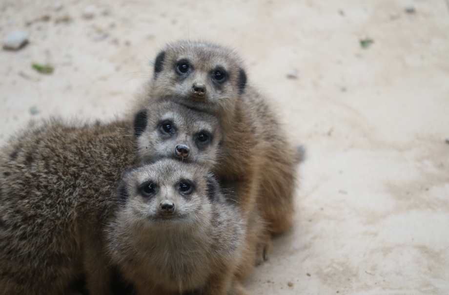 Get to know the habitats, body features and eating habits of the meerkats and giant tortoise​