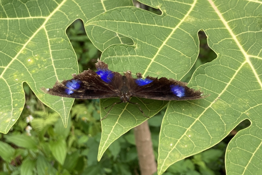幻紫斑蛺蝶正面特寫（雄性；拍攝於學校環保園）