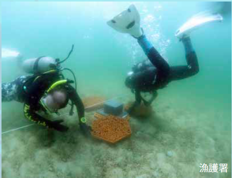 珊瑚礁盤 取自香港大學新聞稿