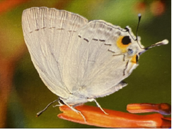 雙尾灰蝶 - 源自香港鱗翅目學會 《香港蝴蝶百科 辨蝶篇》