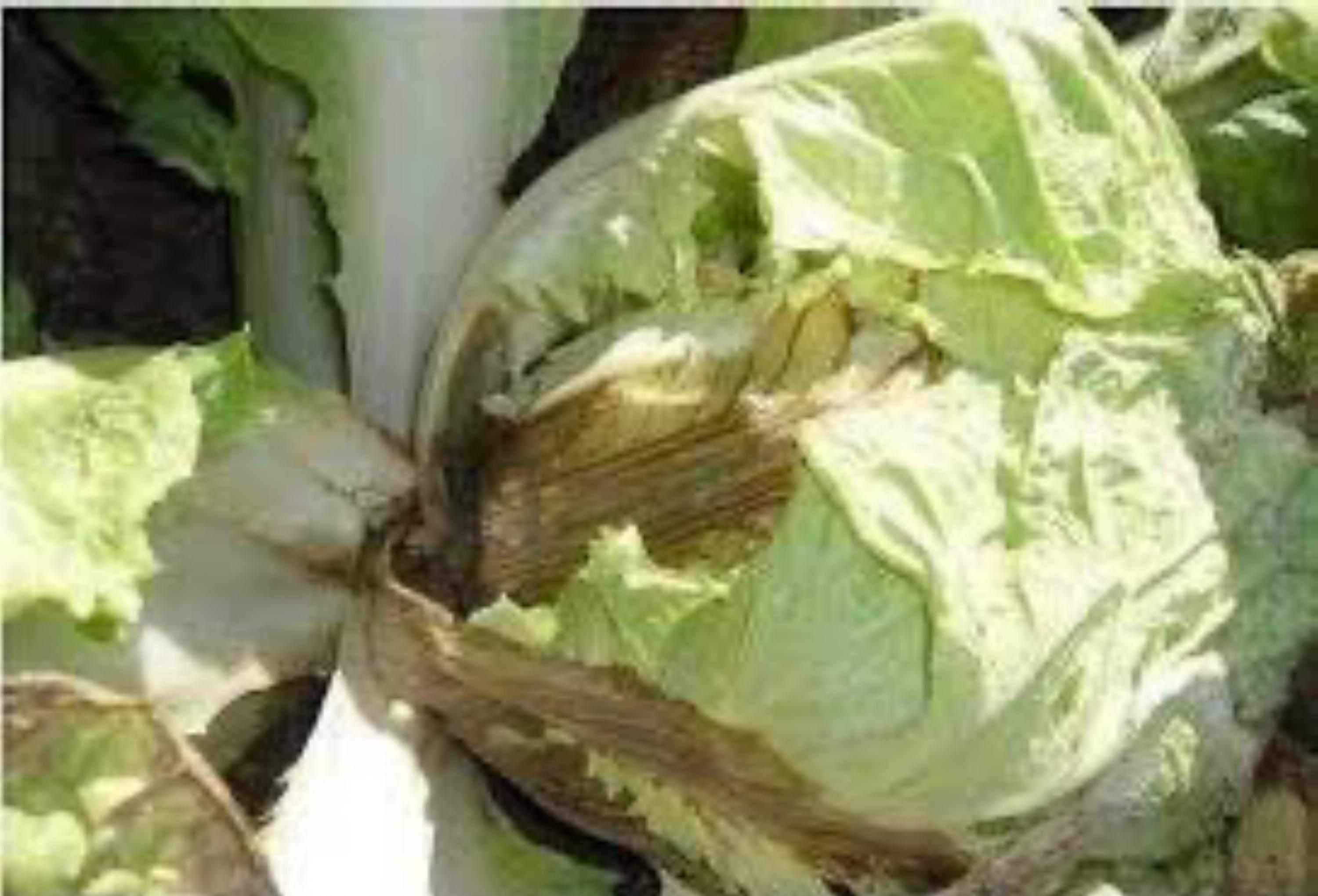 大白菜若種植不當時會出現的腐爛情況例子。