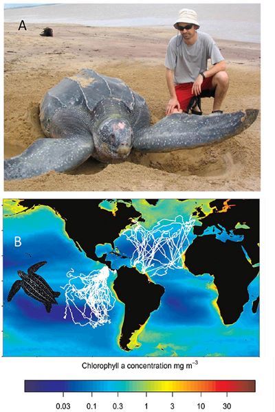 研究發現的海龜遷徙軌跡 來源: Bailey et al. (2012)