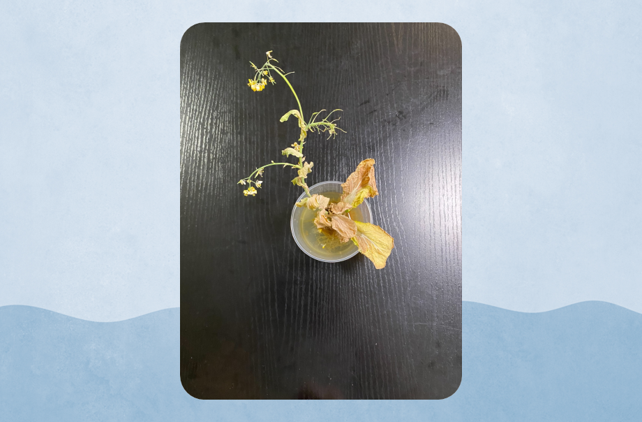 大白菜在開花後漸漸萎縮，照片攝於2月23日，為開花後的第12日。