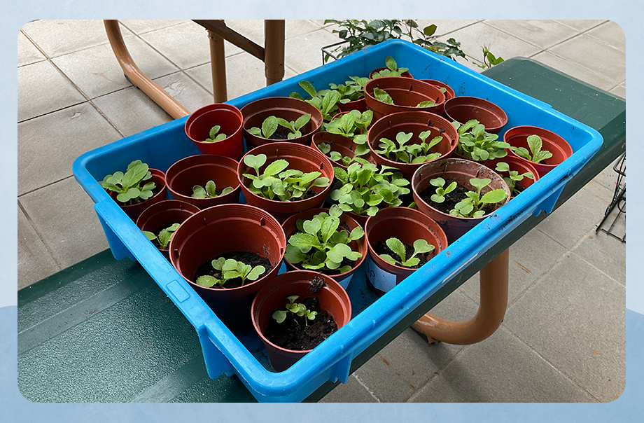 在學校中種植的大白菜幼苗均茁莊成長。