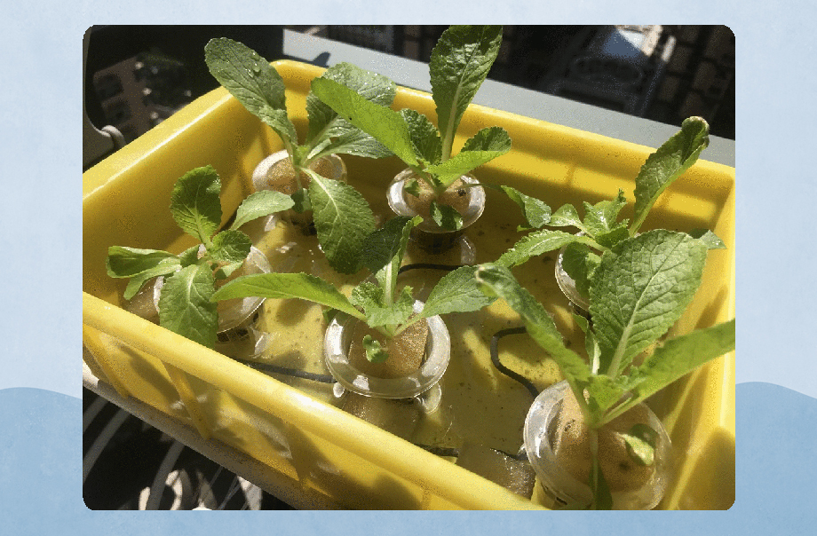 水耕種植的幼苗，已經可以移植至種植籃內，待再大一點，便可放入大盆種植。