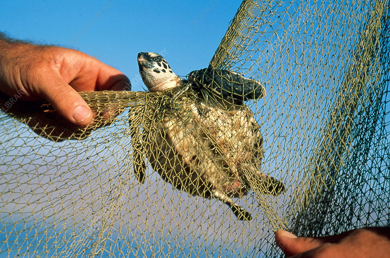 綠海龜被網纏住 來源:Science Photo